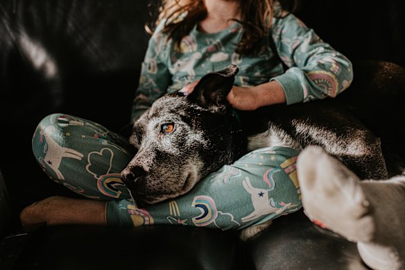 A huge clinical trial of a drug derived from a bacterium found on
Easter Island is underway, testing whether it can increase canine lifespans.