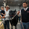Best in show: Stakes are high for three generations of cattle farmers