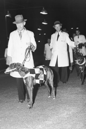 Stewards and greyhounds at Harold Park in Sydney on 26 August 1939.