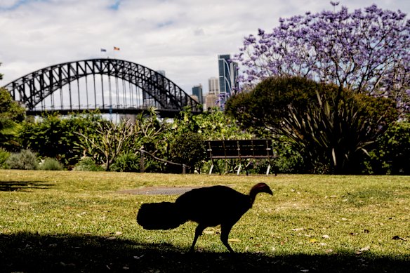 A brush turkey in Lavender Bay, Sydney.
