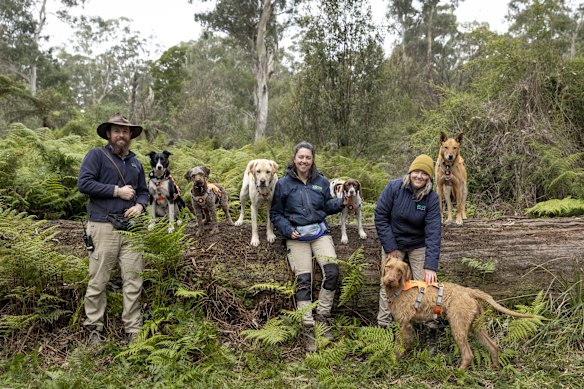 Zoos Victoria’s wildlife detection dog squad (from left) Dr Nick Rutter, Dr La Toya Jamieson and Naomi Hodgens with dogs (from left) Finn, Daisy, Moss, Sugar, Eddy (on ground) and Kip (on log) .