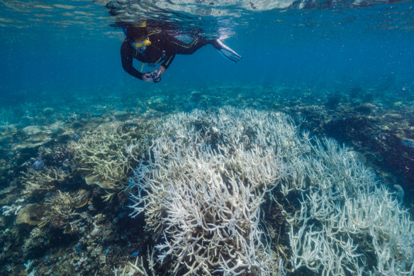 Bleaching on Stanley Reef, part of the 500-kilometre stretch of the Great Barrier Reef that copped a mass bleaching event last summer. 
