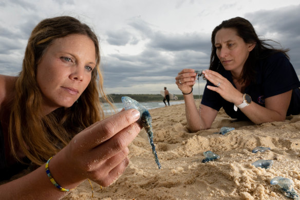 Sydney researchers Amandine Schaeffer and Jaz Lawes (pictured at Maroubra Beach) are developing a tool to predict bluebottle beachings.