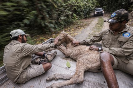 Gunggandji Land and Sea Rangers Victor Bulmer and Chasten Hunter care for a horse found in distress deep into the scrub. The horse was picked up by the rangers and taken back to town on the back of their ute.