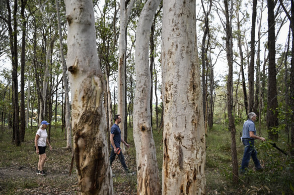 Residents fear hundreds of trees will be bulldozed in Fred Caterson Reserve in Castle Hill to upgrade sports facilities and build new rugby fields.
