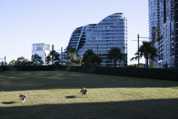 Dogs on the Drying Green in Green Square, with Crown Group’s Infinity building behind.