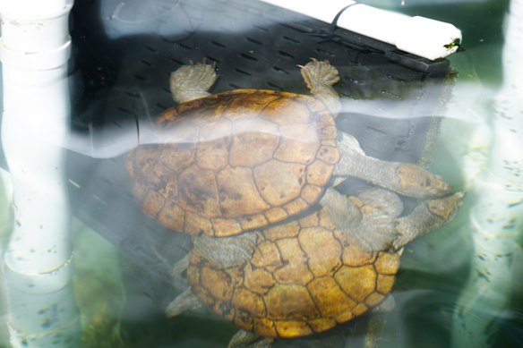 Manning River turtles are put in the same tank for mating at Aussie Ark’s facility at the Australian Reptile Park.