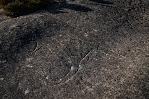 Indigenous rock carvings of a kangaroo. 