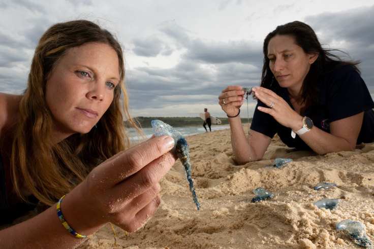 Bluebottles 'make waves' for beach goers - here's how to tell if you're  allergic