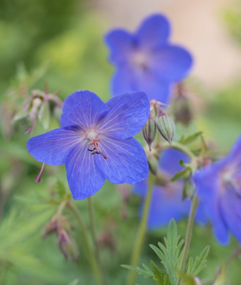 Geranium Ibericum “Johnson’s Blue”, much prettier than germanium
