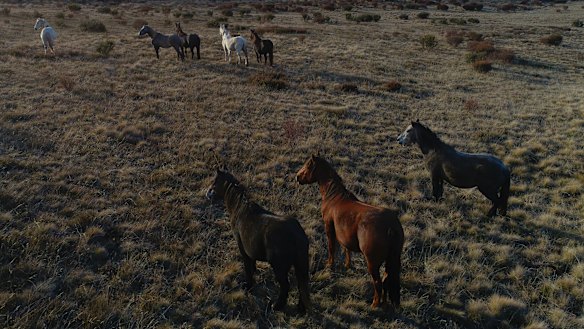 Wild brumbies could be removed from the Bogong High Plains.