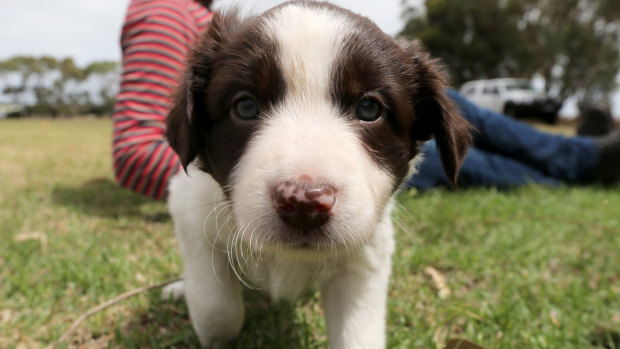 The border collie puppies used in the alleged fraud were found safe and well. (FILE PIC)
