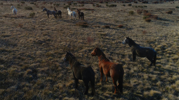 Wild brumbies could be removed from the Bogong High Plains.