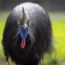 Park resident Adelaide ... cassowaries have a fierce reputation.