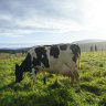 Gas made from cow manure could be new front in energy fight