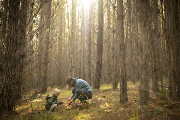 Diego Bonetto foraging for mushrooms in a NSW pine forest. 