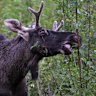 Moose Emil who roamed Lower Austria in 2024.
