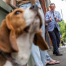 Mr Pepper watches on as the auction at 23/120 Cambridge Street gets underway with Jellis Craig auctioneer Simon Lord asking for bids.