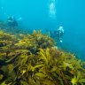 Millions of baby kelp to restore bay habitats ravaged by sea urchins