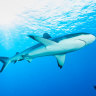Removal of shark nets puts human life at risk