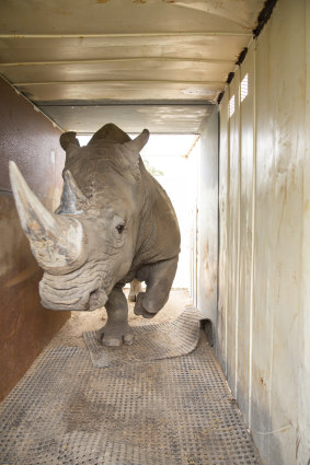 The rhinos were coaxed into the crates with food rewards. 