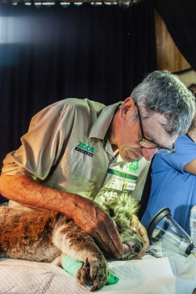 Michael Lynch, Zoos Victoria's head of veterinary services, examines a dehydrated and starving male koala  delivered to the centre on Friday morning. 