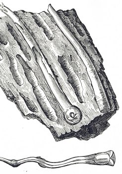 Teredo navalis, the shipworm, is a species of saltwater clam, a marine bivalve mollusc in the family Tereninidae.