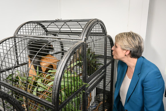 Environment Minister Tanya Plibersek with a greater glider at the Australian National University on Tuesday.