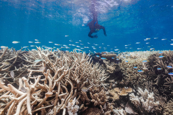 The bleached Stanley Reef in the Great Barrier Reef. Climate change threatens coral reefs with extinction if temperature rises exceed 2 degrees.