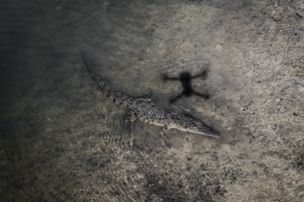 The Gunggandji Land and Sea Rangers monitor the resident crocodiles via drone to keep the community informed of the risks of swimming and creek crossings in the area.