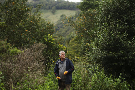 Gerard ‘Buck’ Buchanan claims to be the first person to grow yuzu commercially in Australia.