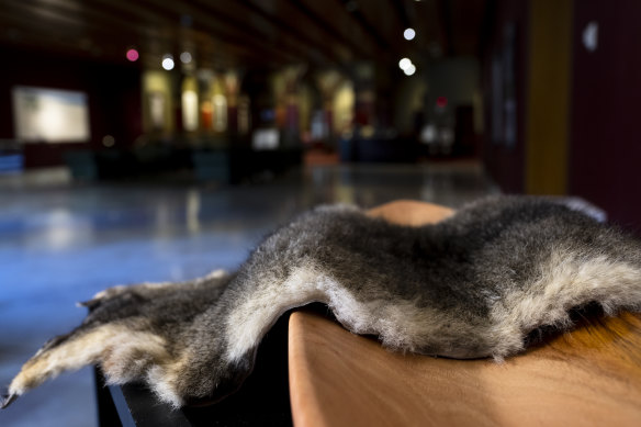 Mark Latham denied he took the possum skin from the exhibition.