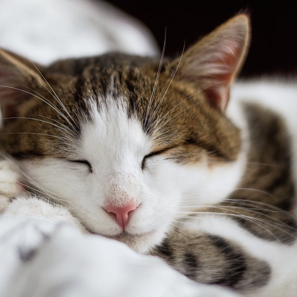 Keep Tiddles quietly indoors