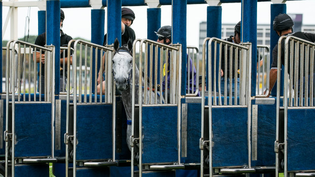 No go: Chautauqua refuses to jump in a barrier trial at Randwick last week.
