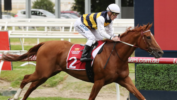 Gailo Chop is favourite for the Australian Cup.