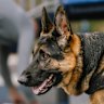 German shepherds and smaller breeds are being used to detect illicit drugs in psychiatric units.