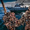 Mussels growing in Port Phillip Bay. 