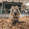 Authorities remain tight-lipped about quokka's birthday cost to WA taxpayers