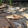 'One died in front of us': More dead fish surface in the Darling River