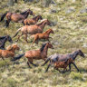 Feral horses at Long Plain in Kosciuszko National Park where numbers of the animal have exploded even as aerial culling has been resumed.