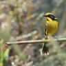 Second home gives Victoria’s endangered honeyeaters a flighting chance