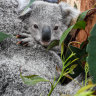 Loggers get their way in proposed koala national park