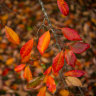 Autumn is coming: writers reflect on the change of season