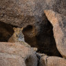 Rare terrain … leopard-watching tour.