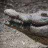 People with a fish allergy are very likely to also have a reaction to crocodile meat, new research has discovered.
