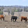 Cattle on a NSW cattle station near Inverell in October 2019.