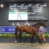 ‘The sale of a lifetime’: Magic Millions sets remarkable record marks