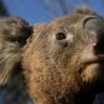 Pressure mounts on Labor to protect koalas by ending logging of their habitat
