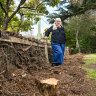 Council pruning ultimatum sees century-old hedge turned to woodchip