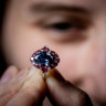 The Argyle Violet is on display at the Melbourne Museum from Saturday. 